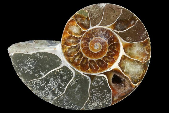 Thick Ammonite (Anapuzosia) Fossil Half #88043